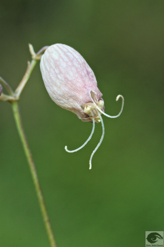  MG 4391 welke Blumen